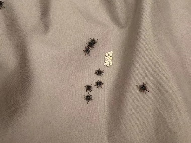 东环杀虫灭鼠公司身上有臭虫怎么办