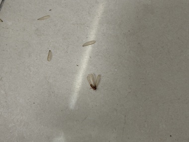 广州白蚁备案——白蚁分飞期的预防措施